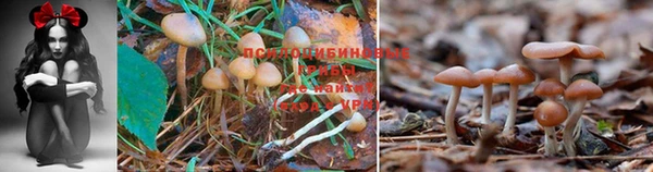 метадон Аркадак