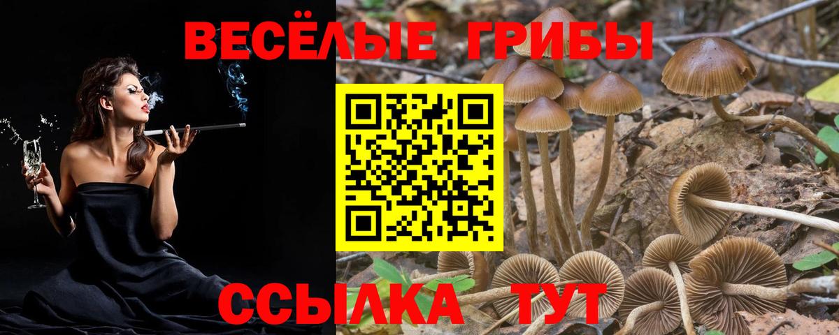Псилоцибиновые грибы Psilocybine cubensis Кирово-Чепецк